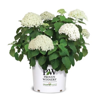 Proven Winners 5 gal. Potted Incrediball Hydrangea Shrub