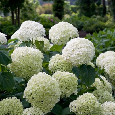 Image showing  5 gal. Potted Incrediball Hydrangea Shrub