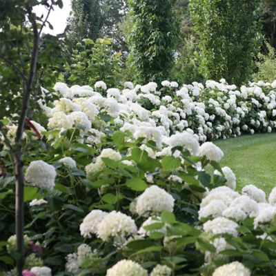 Image showing  5 gal. Potted Incrediball Hydrangea Shrub