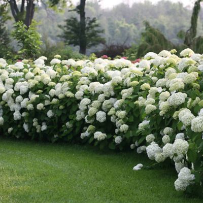 Image showing  5 gal. Potted Incrediball Hydrangea Shrub