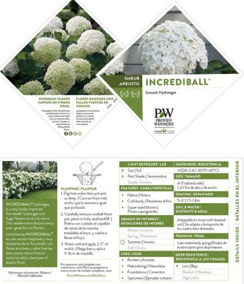 Image showing 5 th Proven Winners 5 gal. Potted Incrediball Hydrangea Shrub