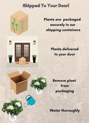 Image showing 7 th Proven Winners 5 gal. Potted Incrediball Hydrangea Shrub