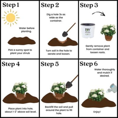 Image showing 8 th Proven Winners 5 gal. Potted Incrediball Hydrangea Shrub