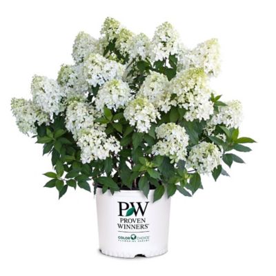 Proven Winners 5 gal. Quick Fire Fab Hydrangea Shrub