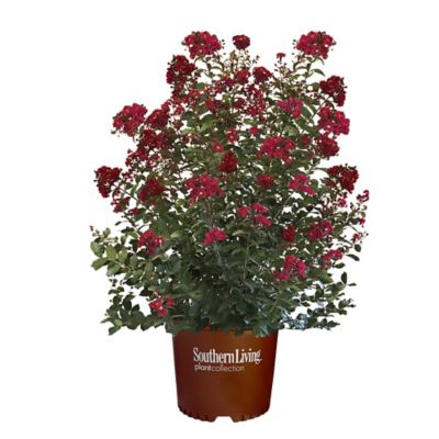 Southern Living 5 gal. Colorama Scarlet Crape Myrtle Shrub