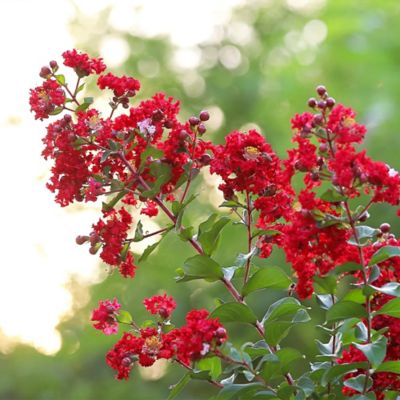Image showing  5 gal. Potted Scarlet-Red Colorama Scarlet Crape Myrtle Shrub Bush
