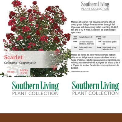 Image showing  5 gal. Potted Scarlet-Red Colorama Scarlet Crape Myrtle Shrub Bush
