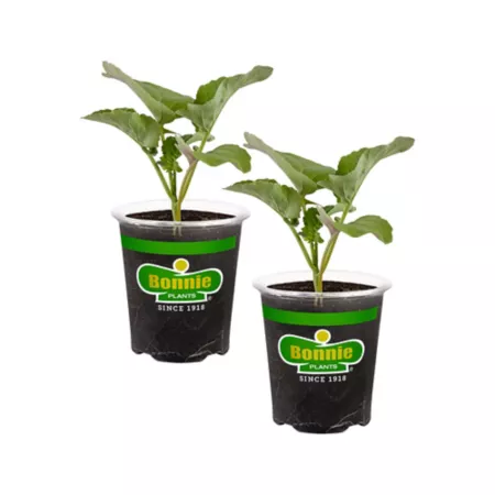 Bonnie Plants 19.3 oz Green Magic Broccoli Plants in Pot Pack of 2 Vegetable Plants