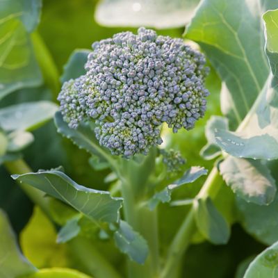 Image showing  19.3 oz. Potted Green Magic Broccoli Plants, 2-Pack