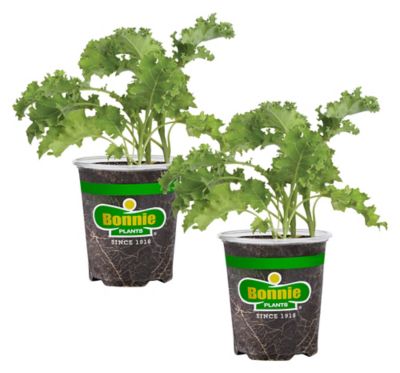 Bonnie Plants 19.3 oz. Curly Kale Live Plants, 2 pc.