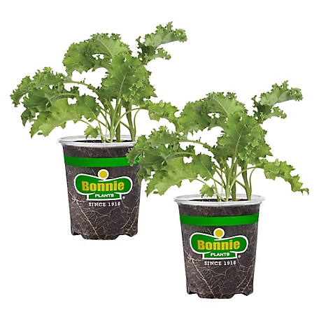 Bonnie Plants 19.3 oz. Curly Kale Live Plants, 2 pc.