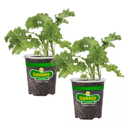 Bonnie Plants 19.3 oz Live Kale Plants 2 pieces. Vegetable Plants