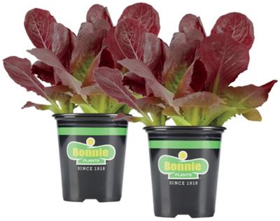 Bonnie Plants 19.3 oz. Potted Red Romaine Lettuce Plants, 2-Pack