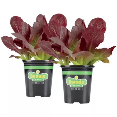 Bonnie Plants 19.3 oz Potted Red Romaine Lettuce Plants 2 Pack Vegetable Plants