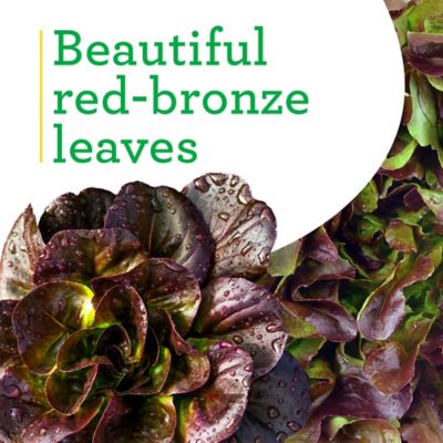 Image showing  19.3 oz. Potted Red Romaine Lettuce Plants, 2 pk.