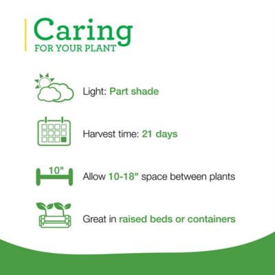 Image showing  19.3 oz. Potted Red Romaine Lettuce Plants, 2 pk.