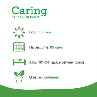 Image showing  19.3 oz. Hot Cayenne Pepper Plants, 2 pc.