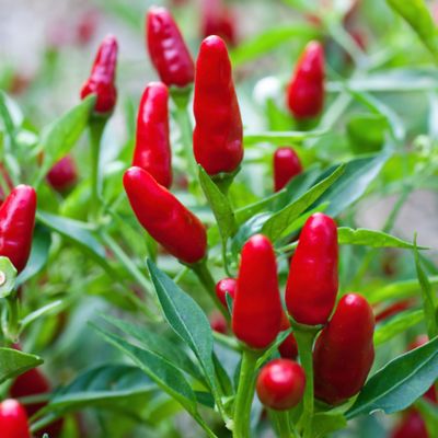Image showing  Thai Ornamental Hot Pepper, 19.3 oz., 2 pk., Live Plants