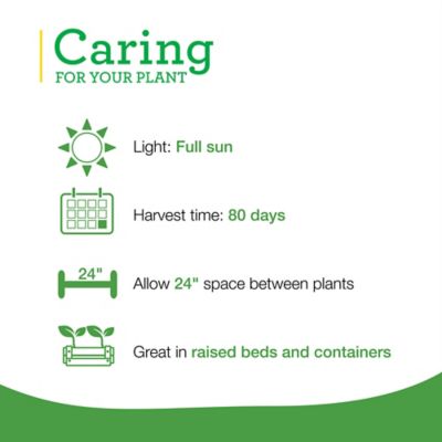 Image showing  Thai Ornamental Hot Pepper, 19.3 oz., 2 pk., Live Plants