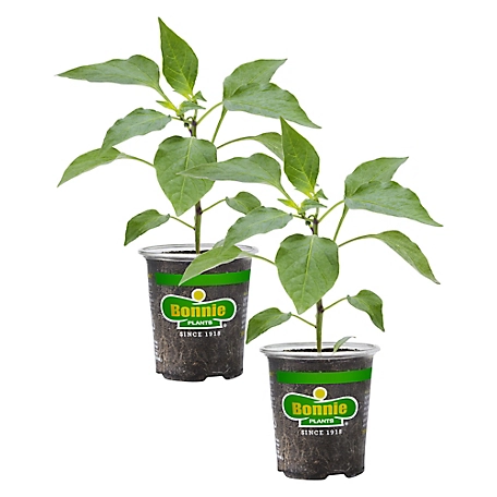Bonnie Plants 19.3 oz. Poblano-Ancho Pepper Plants, 2 pc.