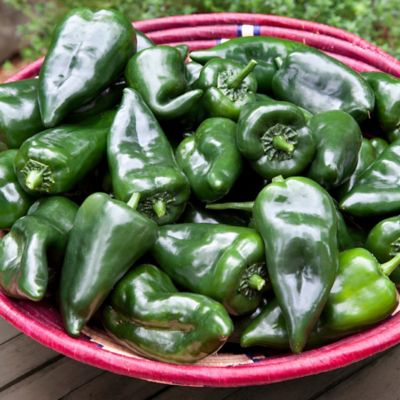 Image showing  Poblano-Ancho Pepper, 19.3 oz., 2 pk.