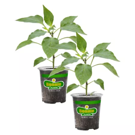 Bonnie Plants 19.3 oz Potted Serrano Pepper Plants 2 Pack Vegetable Plants