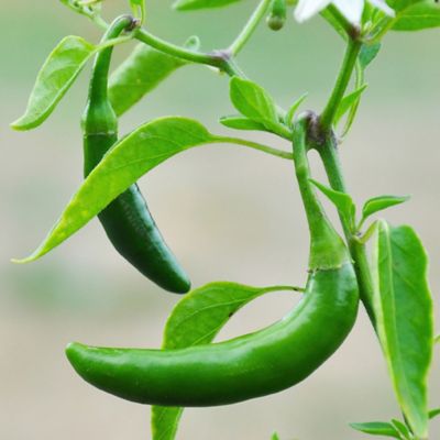 Image showing  19.3 oz. Potted Serrano Pepper Vegetable Plants, 2 pc.