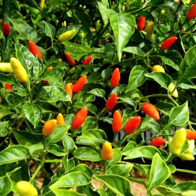 Image showing  19.3 oz. Tabasco Hot Pepper Plants, 2 pc.