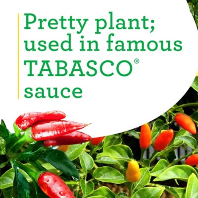 Image showing  19.3 oz. Tabasco Hot Pepper Plants, 2 pc.
