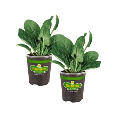 Bonnie Plants 19.3 oz. Bonnie's Spinach Plants, 2 pc.