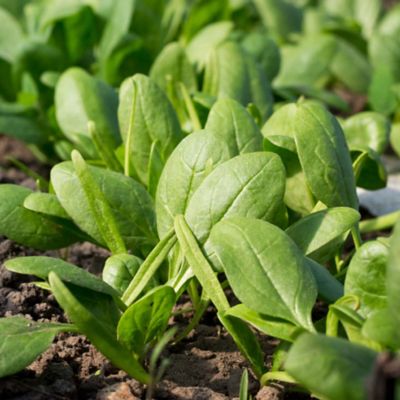 Image showing  19.3 oz. Bonnie's Spinach Plants, 2 pc.