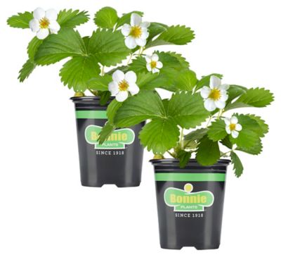 Bonnie Plants 19.3 oz. Strawberry Plants, 2-Pack