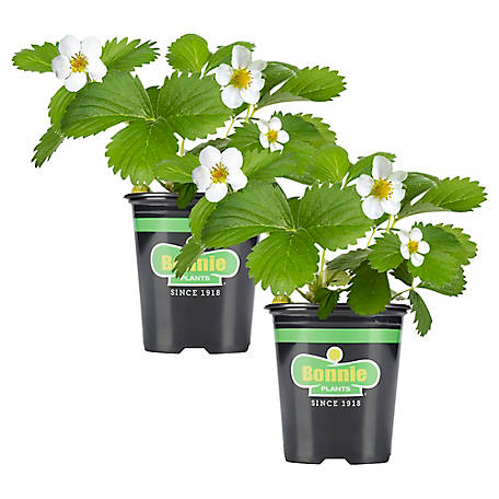 Bonnie Plants Strawberry, Live Plant, 19.3 oz., 2 pk.