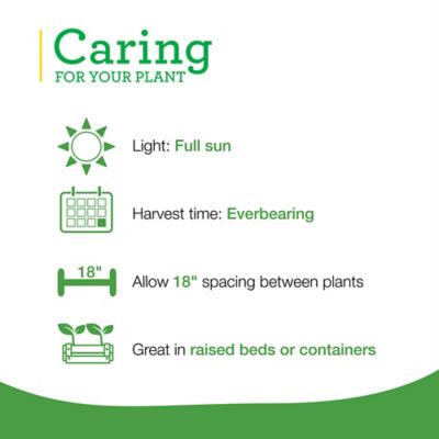 Image showing  19.3 oz. Strawberry Plants, 2 pk.