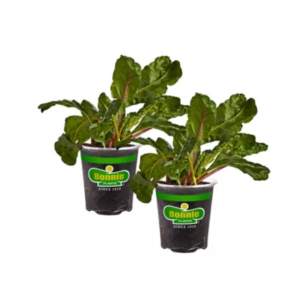 Bonnie Plants 19.3 oz Chard plants 2 pcs. Vegetable Plants