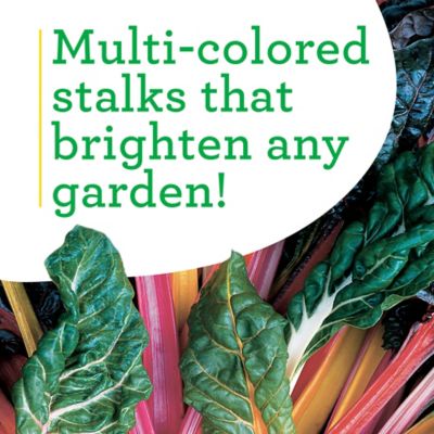 Image showing  Swiss Chard, 19.3 oz., 2 pk.