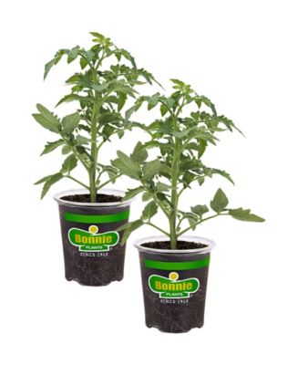 Bonnie Plants 19.3 oz. Better Bush Tomato Live Plants, 2 pc.