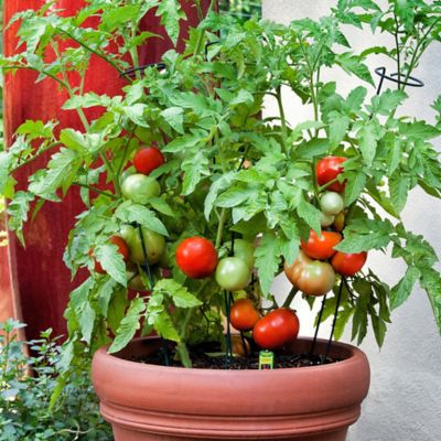 Image showing  19.3 oz. Better Bush Tomato Live Plants, 2 pc.