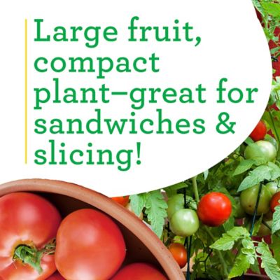 Image showing  19.3 oz. Better Bush Tomato Live Plants, 2 pc.