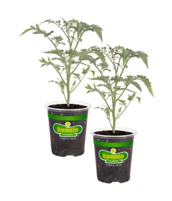 Bonnie Plants 19.3 oz. Black Cherry Tomato Plants, 2-Pack