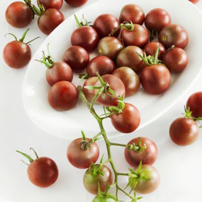 Image showing  19.3 oz. Black Cherry Tomato Plants, 2 pk.