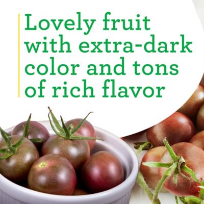 Image showing  19.3 oz. Black Cherry Tomato Plants, 2 pk.