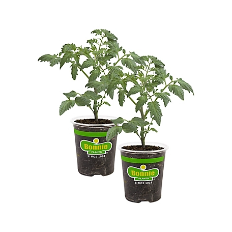 Bonnie Plants 19.3 oz. Celebrity Tomato Plants, 2-Pack