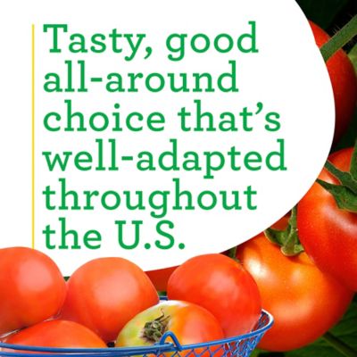 Image showing  19.3 oz. Potted Celebrity Tomato Plants, 2 pc.