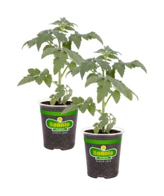 Bonnie Plants 19.3 oz. Park's Whopper Improved Tomato Plants, 2-Pack