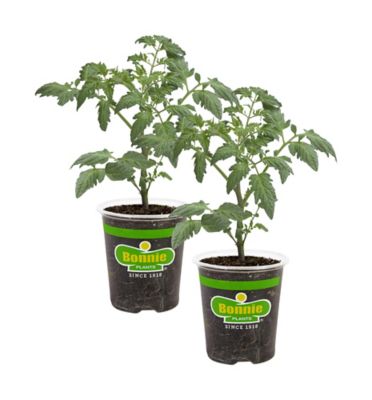 Bonnie Plants 19.3 oz. Patio Tomato Plants, 2-Pack
