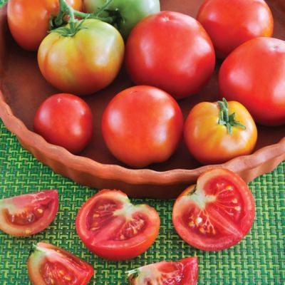 Image showing  19.3 oz. Patio Tomato Plants, 2 pk.
