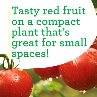 Image showing  19.3 oz. Patio Tomato Plants, 2 pk.