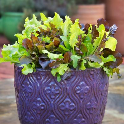 Image showing  Gourmet Salad Mix, 2.32 qt.