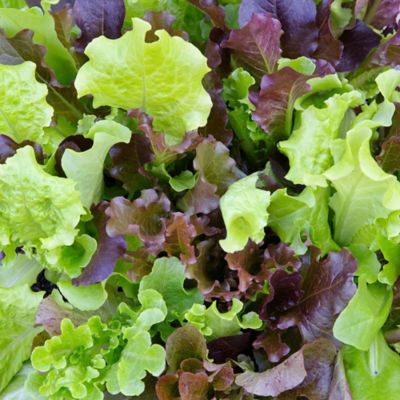 Image showing  Gourmet Salad Mix, 2.32 qt.